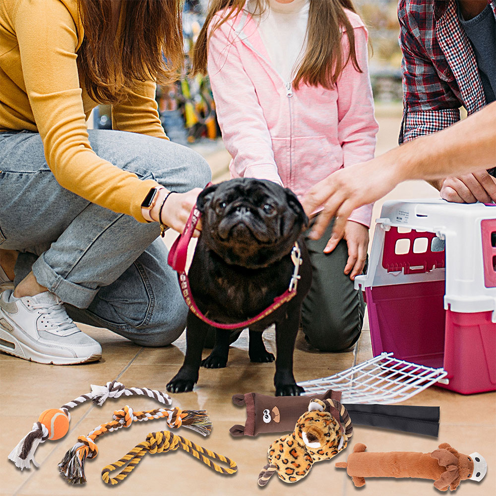 Dog and Chew Teething Toys on the ground