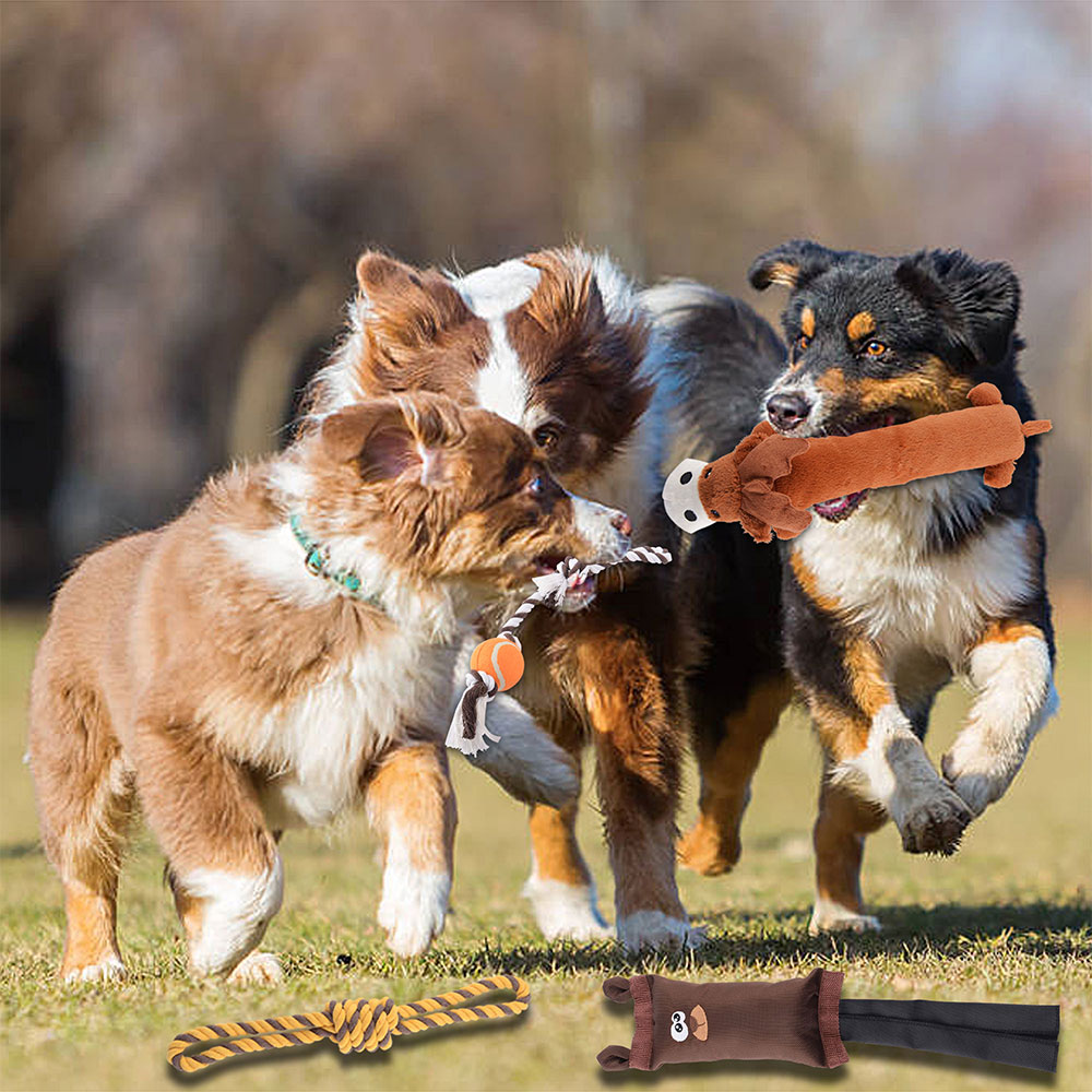 dogs chew toys and play together