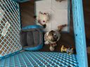 Cage pour chien - LIVINGbasics®
