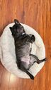 Calming Dog Bed Faux Fur Fluffy Round Donut Cuddler Anti Anxiety And Washable - LIVINGbasics®