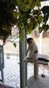 Arbre à chat 44 " centre d'activités multi-niveaux - LIVINGbasics®