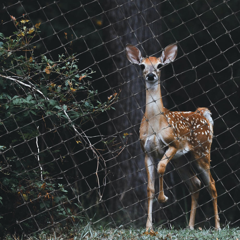 Bird Netting Heavy Duty Garden Netting Deer Fence, 7.5 x 66 FT LIVINGbasics®