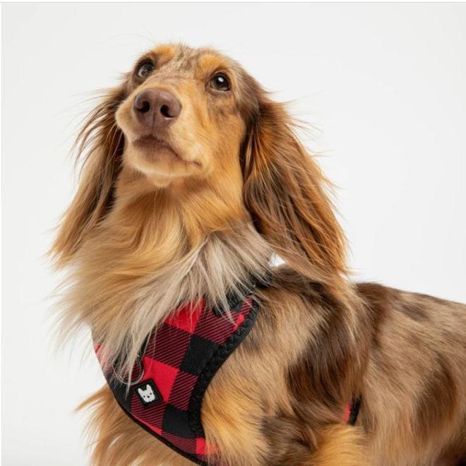 Silver Paw LVTH SP SILKC08558 All Silver Paw PRINTED POPLIN HARNESS RED PLAID