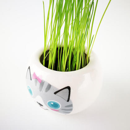 Indoor Grow Your Own Cat Grass Grow Kit for Cats, 4 Assorted Styles